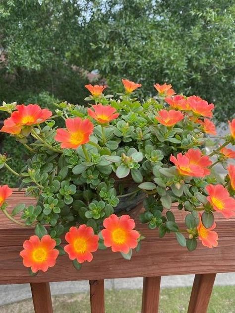 Portulaca Flowers, Flower Gleam And Glow, Rose Like Flowers, Portulaca Grandiflora, Patio Deck Ideas, Moss Rose, Plants For Hanging Baskets, House Farm, Rose Pictures