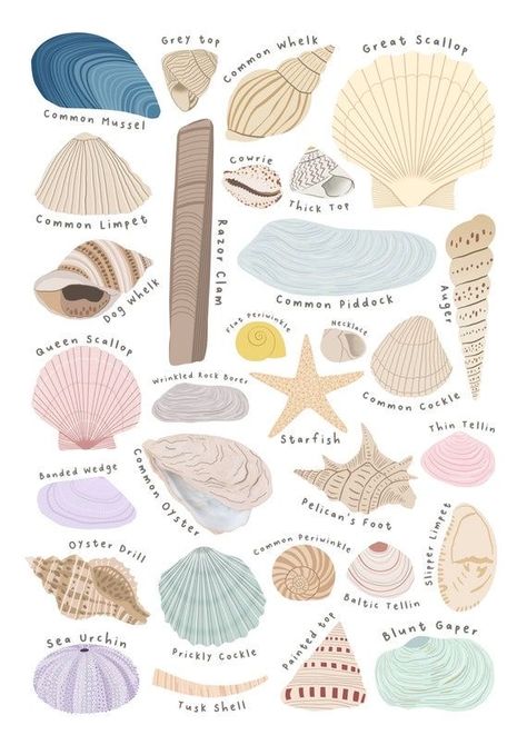 Beachy Prints, Shell Drawing, Whats Wallpaper, Types Of Shells, Beach Wall Collage, Beachy Room, Summer Poster, Beach Posters, Images Esthétiques