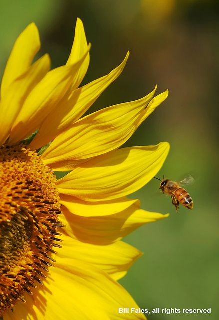 Sunflowers: Consuming a brew made from sunflowers helps greatly with ulcers and menstrual cramps. It can also be used as a wash for gargling in cases of sore throats. Sunflower Wedding Decorations, Bee Artwork, Flowers Sunflowers, Bee Pictures, Sunflowers And Daisies, Sunflower Wallpaper, Beautiful Bugs, Sunflower Art, Happy Flowers