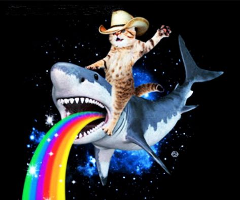 Space Animals, Nyan Cat, Image Swag, Silly Cats Pictures, Rose Images, Silly Images, Silly Animals, Silly Pictures, Silly Cats