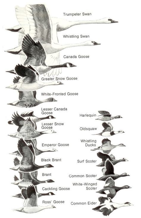 Ducks at a Distance (1 of 2): A Waterfowl Identification Guide by Hines, Robert W. (TAG:LINK=>ARCHIVE.ORG; PUBLIC DOMAIN) Duck Identification, Tactical Crossbow, تصنيف الحيوانات, Hunting Crossbow, Goose Hunting, Crossbow Hunting, Bird Identification, Waterfowl Hunting, Hunting Life