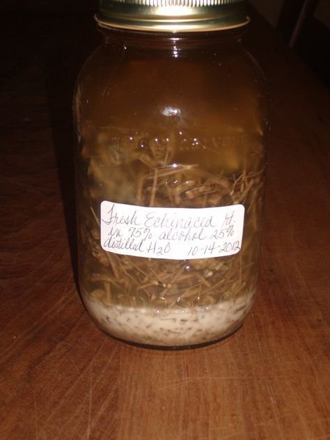 Herbal Medicine Making: ECHINACEA HARVEST Echinacea Purpurea, The Nights, Herbal Medicine, A Flower, Medicine, I Know