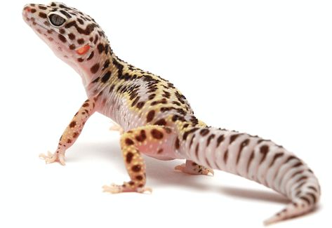 Mack Snow Mack Snow Leopard Gecko, Snow Leopard Gecko, Tangerine Leopard Gecko, Gecko Morphs, Leopard Gecko Morphs, Amber Eyes, Group Of Dogs, Blue Amber, Leopard Gecko