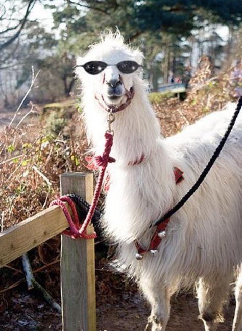 Llama With Glasses, Llama Llama Red Pajama, Texas Party, Best Cat Gifs, Llama Llama, Funny Llama, Black Fascinator, Llama Drama, Feather Fascinator