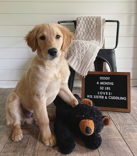 Puppy letterboard month growing Monthly Dog Photos, Dog Monthly Photo Ideas, Puppy Growth Pictures Ideas, Puppy Monthly Photo Ideas, Puppy Letterboard, Puppy Announcement, Dog Breeding, Milestone Pictures, Puppy Stuff