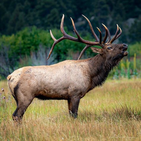 Photos Of Elk, Bull Elk Photography, Animal Reference Photos For Drawing, Elk Aesthetic, Elk Reference, Elk Photos, Elk Images, Elk Bugling, Elk Drawing