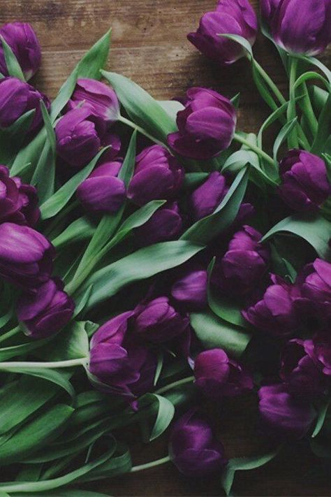 Purple Tulips flower flowers floral tulips flower images flower pictures Purple Flower Names, Flowers Market, Small Purple Flowers, Violet Background, Dark Flowers, I Love Purple, Purple Tulips, Flower Names, The Color Purple