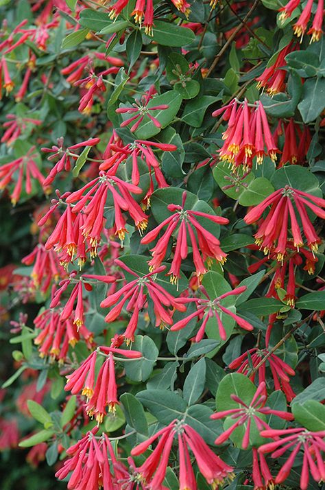 Trumpet Honeysuckle, Coral Honeysuckle, Hingham Massachusetts, Yard Inspiration, Plant Zones, Honeysuckle Flower, Country Gardens, Hummingbird Flowers, Climbing Vines