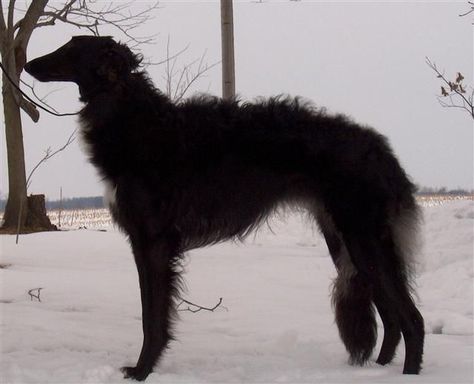 Russian Wolfhound, Borzoi Dog, Pretty Dogs, Pretty Animals, Six Feet Under, Arte Fantasy, 영감을 주는 캐릭터, Black Dog, Pics Art