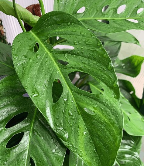 The Monstera adansonii var. laniata needs indirect sunlight. You want to use well-draining soil because it needs the perfect hydration balance. And make sure Monstera Laniata Plant, Monstera Laniata, Monstera Obliqua, Monstera Adansonii, Plant Pests, Plant Fungus, Plant Propagation, Cheese Plant, Indirect Sunlight