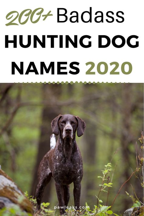 Choosing a fitting name for your male or female hunting dog isn’t easy and requires a lot of time skimming through lists on the internet. Whether you are looking for a cool, badass, unique, fun or meaningful hunting dog name for your sporting breed, this list will inspire you with 200+ name ideas for retrievers, pointers, hounds, spaniels, setters, terriers, duck hunting or gun dogs. This post will also feature fishing, pheasant hunting dog names and hunting dog names for Labs. #huntingdognames Shed Hunting Dog Training, How To Train A Hunting Dog, Corgi Names List Male, Male Dogs Names Unique, Female Dog Names Country, Female Hunting Dog Names, Western Names For Dogs, Hunting Dog Aesthetic, Western Dog Names Boy