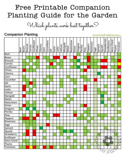 Companion Planting Guide--Which Garden Plants Grow Well Together?  {Free Printable from OneCreativeMommy.com} #companionplanting Companion Planting Guide, Companion Planting Chart, Gardening For Dummies, Gardening Videos, Companion Gardening, Garden Companion Planting, Growing Tomatoes In Containers, Square Foot Gardening, Have Inspiration