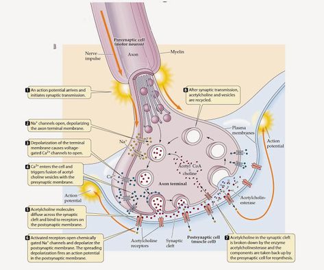 Biolearnspot: The Synapse and mechanism of synaptic transmission. Nervous System Anatomy, Mcat Study, Medicine Notes, Brain Anatomy, Biology Lessons, Medical School Studying, Biology Notes, Human Anatomy And Physiology, Medical Anatomy