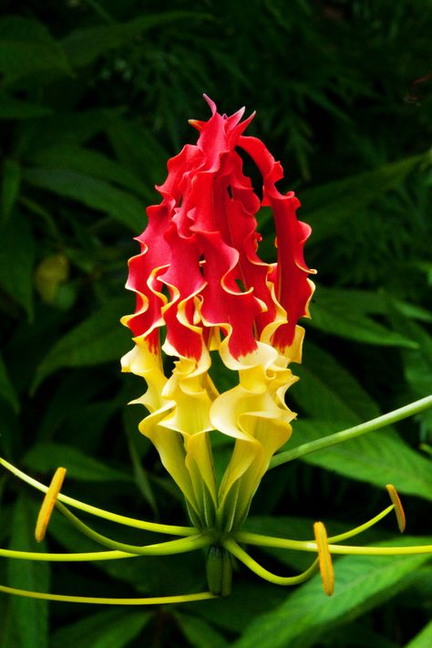 Gloriosa Lily, Unusual Plants, Unusual Flowers, The Secret Garden, Rare Flowers, Unique Flowers, Exotic Plants, Yellow Flower, Exotic Flowers