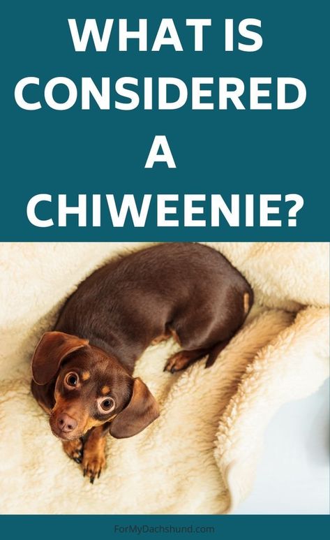 Dachshund Personality, Chiweenie Puppies, Chiweenie Dogs, Chihuahua Rescue, Pocket Dog, Min Pins, Dogs Stuff, What Kind Of Dog, Dog Mixes