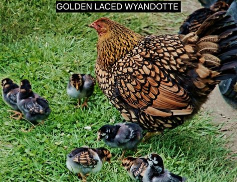 Golden Laced Wyandotte Chicken Breed Type Category Wyandotte Chickens, Laced Wyandotte, Wyandotte Chicken, Chicken Bird, Coop Design, Golden Lace, Hen House, Game Birds, Chicken Breeds