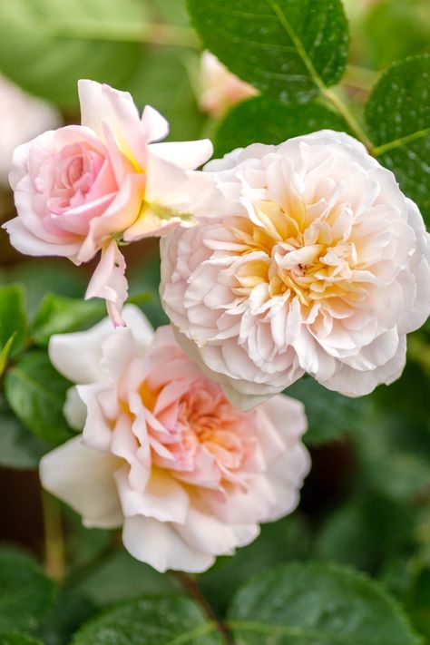 Emily Bronte Rose, English Rose (windermere), Apricot Garden, Cut Garden, Southern Louisiana, Shady Garden, The Lady Of Shalott, Queen Of Sweden, Sweet Candles