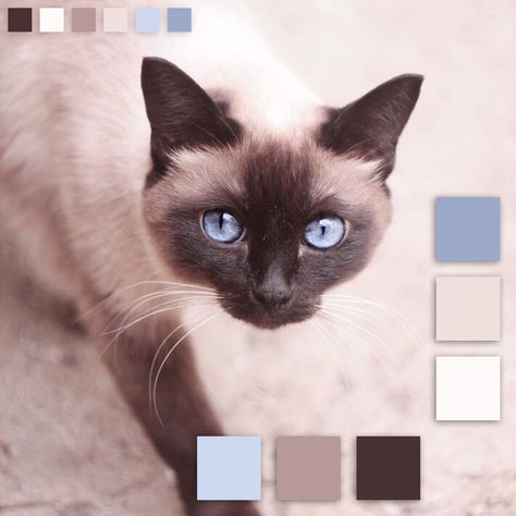 Cat Colour Palette, Cat Color Palette, Natural Photo, Cat Reference, Color Palate, Beautiful Color Combinations, Aesthetic Colors, Cat Colors, Colorful Landscape