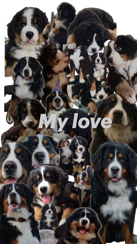 Bovaro del Bernese 😍🥰😘 My Love