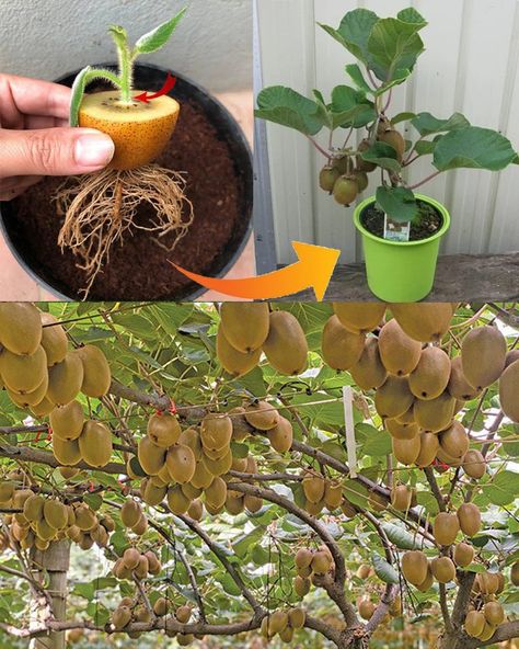 Sharing ideas - Kiwi: How to Plant, Cultivate, and Harvest... Kiwi Tree, Tomato Garden, Exotic Fruit, Growing Tree, Flowers Nature, Green Thumb, Gardening Tips, Kiwi, Sprouts