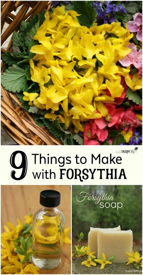 9 Creative Things to Make with Forsythia Flowers. Forsythia flowers are edible and can be used to make food and DIY beauty care recipes. Here are 9 fun, pretty and practical ways to use forsythia flowers. Forsythia Recipes, Creative Things To Make, Wild Foraging, Wild Food Foraging, Edible Wild Plants, Herb Gardening, Make Food, Herbal Apothecary, Healing Plants