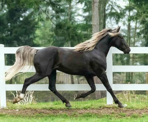 Rocky Mountain Horse, Kentucky Horse Park, Tennessee Walking Horse, Strongest Animal, Mountain Horse, Pony Breeds, Saddle Horse, Pinto Horse, Walking Horse