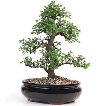 18' Bonsai Fertilizer, Japanese Boxwood, Chinese Elm Bonsai, Elm Bonsai, Ficus Bonsai, Jade Bonsai, Lucky Bamboo Plants, Bonsai Care, Indoor Bonsai Tree