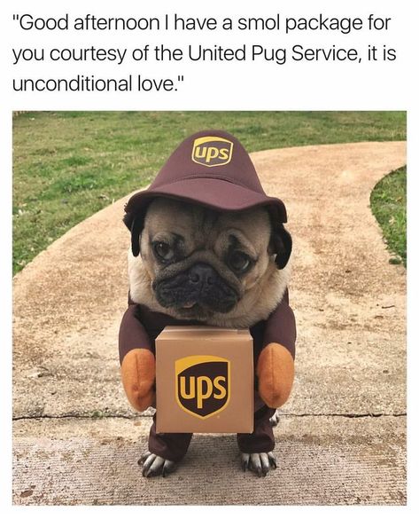 Pug in a UPS delivery driver costume. Baby Pugs, Psy I Szczenięta, A Pug, Pug Puppies, Pugs Funny, Cute Pugs, Memes Humor, Funny Animal Memes, Pug Dog