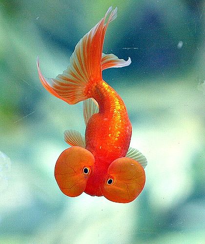 Bubble Eye Goldfish Bubble Eye Goldfish, Ikan Air Tawar, Life Under The Sea, Orange Fish, Cool Fish, Beautiful Sea Creatures, Underwater Creatures, Underwater Life, Pet Fish