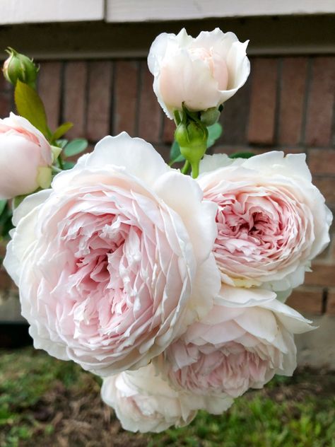 Earth Angel Rose, How To Grow Roses, Container Roses, Rose Fertilizer, Floribunda Rose, Floribunda Roses, Rose Got, Rose Varieties, Simple Rose