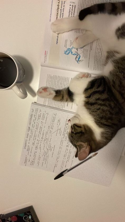 Coffee Studying, Coffee Study, Studying Aesthetic, Cats Coffee, Kitten Wallpaper, Cat Stories, Cute Cats Photos, Cat Photography, Cat Aesthetic