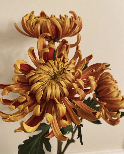 Chrisantemum Flower Tattoo Color, Yellow Chrysanthemum Tattoo, Aesthetic Chrysanthemum, Bronze Chrysanthemum, Chrysanthemum Photography, Crysantenum Flower, Spider Chrysanthemum, Orange Chrysanthemum, Chrysanthemum Painting