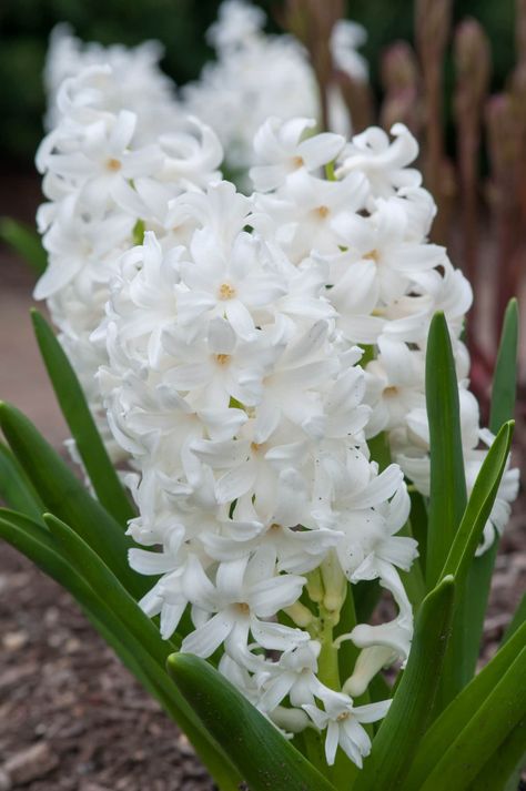 Hyacinth Bulbs | Item # 4047 Carnegie | For Sale - Colorblends® Michigan Garden, Hyacinth Bulbs, Hyacinth Plant, White Hyacinth, Hyacinth Flowers, Dawn And Dusk, Moon Garden, Fall Garden, Flower Therapy