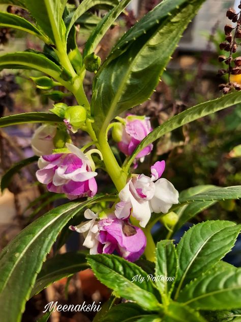 My Garden, Plants, Flowers, White, Nature