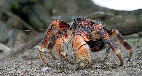 Coconut crabs are a bird's worst nightmare Robber Crab, Bird Attack, Life Underwater, Coconut Crab, Christmas Island, Thermal Imaging Camera, Hermit Crabs, Natural Magic, Facts For Kids