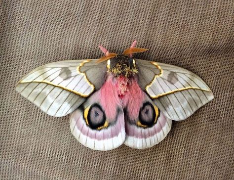 Sarah Folts 🦋 TheButterflyBabe’s Instagram photo: “Automeris frankae is a beautiful species of silk moth related to the more commonly known io moth. . They are native to Mexico and have only…” Moth Cookies, Io Moth, White Moth, Soft Energy, Pink Moth, Butterfly Resin, Moth Species, Colorful Moths, Cute Moth