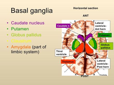 Anatomy of basal ganglia Basal Ganglia Anatomy, Caudate Nucleus, Internal Capsule, Brain Nervous System, Skin Anatomy, Basal Ganglia, Gross Anatomy, Medicine Studies, Limbic System