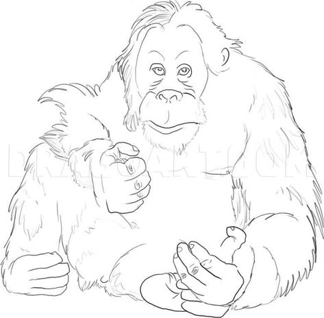 Orangutan Drawing, Animal Stencil Art, Zoo Coloring Pages, Harry And The Hendersons, Arm Drawing, Rainforest Animals, Animal Drawings Sketches, Animal Stencil, Tree Coloring Page