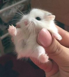 Cute Hamster, Best Shoes, Unique Designers, Bingo, Online Shopping