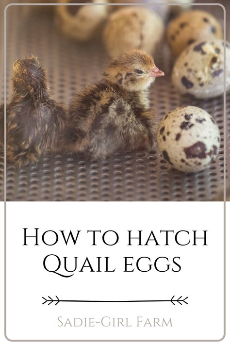 Here are some tips and tricks we have learned over the years to hatch quail eggs. Find out how we have super high hatch rates and which incubators we recommend. Quail Eggs How To Cook, Quail Incubation Chart, Quail Incubator, Hatching Quail Eggs, Quail Vs Chicken Eggs, Incubating Quail Eggs, Quail Keeping, Raising Quails For Eggs, Celadon Quail