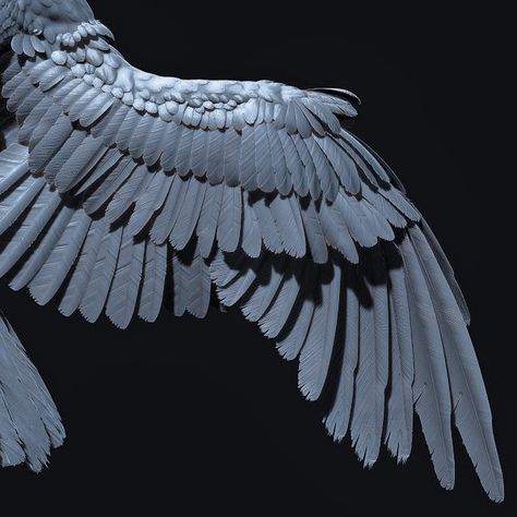 Raven Wings, The Chiefs, Wings Art, American Football Team, Bird Wings, Body Reference Poses, Howls Moving Castle, Body Reference, Anatomy Reference