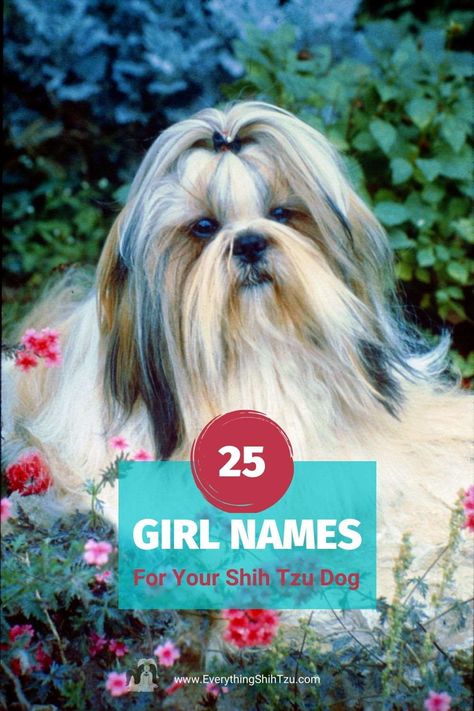 Best Girl Names for Your Shih Tzu Dog. Here's a list of 25 girl names for your dog may help you decide what name works best for her and you. #everythingshihtzu #shihtzu #girldognames Shih Tzu Names Female, Shih Tzu Names, Japanese Names For Girls, Female Pet Names, Puppy Girl Names, Pet Names For Dogs, Good Girl Names, Puppies Names Female, Small Dog Names