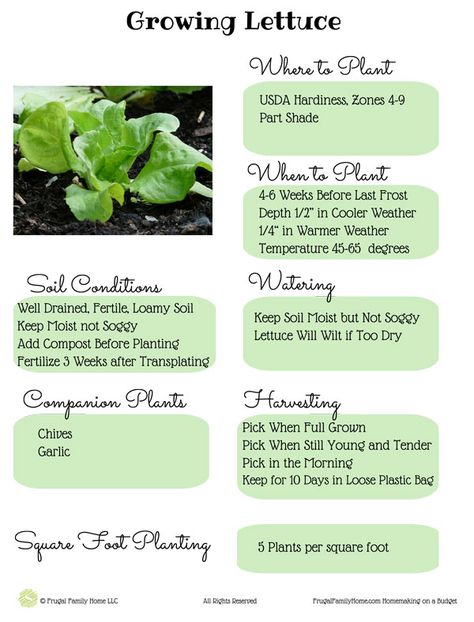 How To Plant Lettuce In Pots, Lettuce Growing Tips, Lettuce Planting How To Grow, Growing Butter Lettuce, Planting Lettuce Seeds, Lettuce Gardening, Gardening Lettuce, Lettuce Garden, How To Grow Lettuce