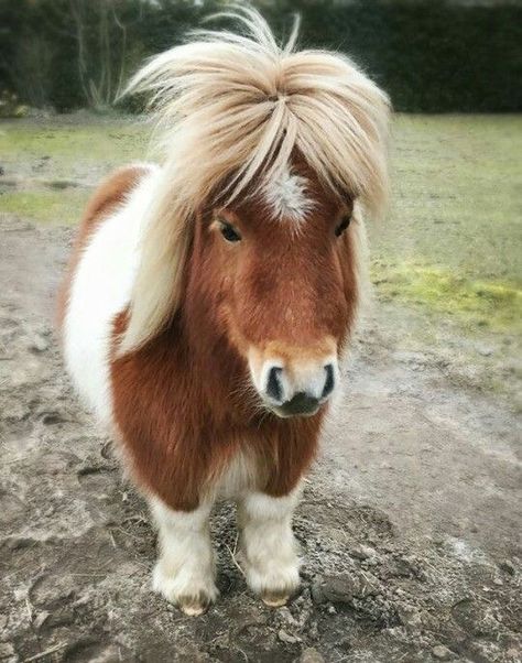 Shetty Pony, Mini Ponies, Pony Animal, Cute Pony, Mini Horses, Baby Horse, Tiny Horses, Baby Pony, Hair Messy