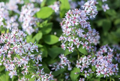 Rock Gardens, Shade Flowers, Bee Friendly, How To Attract Hummingbirds, Greenhouses, Photo On Wood, Ground Cover, Shade Garden, Fall Foliage