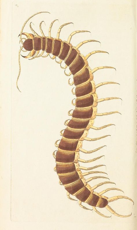 v.1 - The naturalist's miscellany, or Coloured figures of natural objects - Biodiversity Heritage Library Insects Aesthetic, Entomology Illustration, Centipedes, Natural Objects, Insect Tattoo, Vintage Drawing, Scientific Illustration, Bugs And Insects, Vintage Tattoo