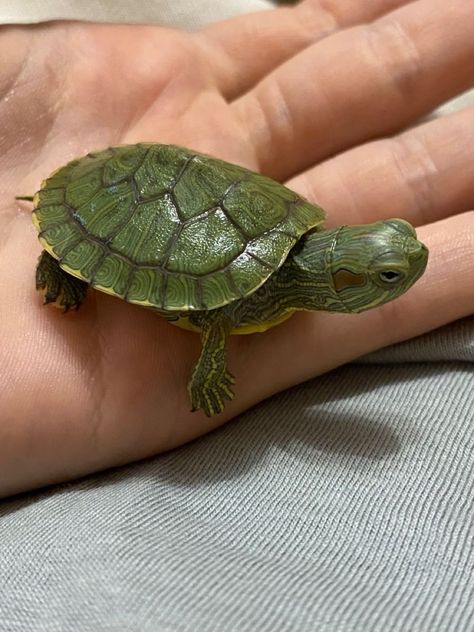 Cute Tortoise, Turtle Images, Mini Turtles, Small Turtles, Pet Turtle, Cute Turtle, Cute Reptiles, Tortoise Turtle, Green Turtle