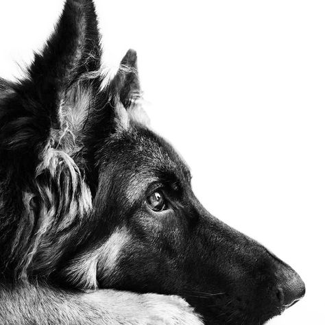 Black And White Dog Photos, German Shepard Photoshoot, German Shepherd Dogs Photography, German Shepherd Photoshoot, Photography Poses With Dogs, White Dog Photography, German Shepherd Aesthetic, German Shepherd Portrait, German Shepherd Black