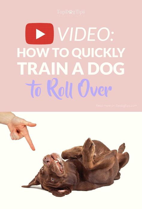 Train A Dog, Dog Minding, Easiest Dogs To Train, Pack Leader, Dog Training Techniques, Training Your Puppy, Cat Training, Obedience Training, Dog Obedience