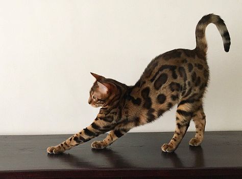 Bengal Cats Banjo & Bubba 🇳🇱 on Instagram: “Bubba says: "Big stretch! O, man I had a massive lunch and I need to walk it off!" #bengalcatsbanjobubba 📷@Femke_Muurling Also on…” Bengal Kittens, Cat Stretching, Cat Anatomy, F2 Savannah Cat, Bengal Kitten, Bengal Cats, Cat Quotes Funny, Super Cat, Cat Pose